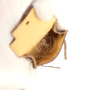 Hermes Mini Kelly Twilly Bag Charm Dore Chevre Permabrass Hardware